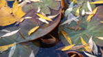 Water Lilies, tulip leaves and willow leaves - bits of oil on the surface from decomposition.
