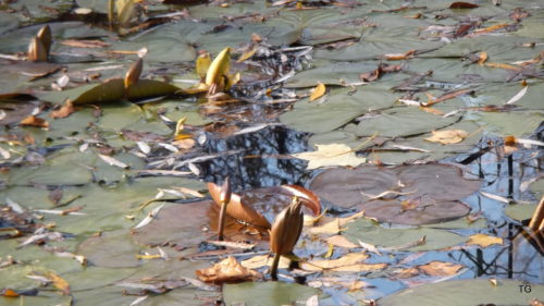 Water lily bulbs - still trying, in mid Nov. Our pond is constantly replenished with warm ground water - confuses the lilies about time of life.