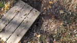 Between my foot and the wood, there's a metal plate covering an old well - it's rusted through - hence the wood cover I put there.