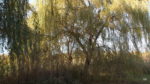 Pond willows - today