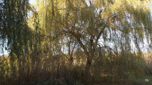 Pond willows - today